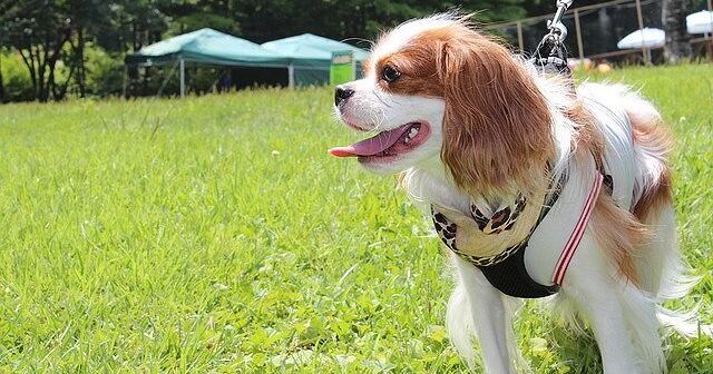 キャバリアの性格は？飼いやすい？