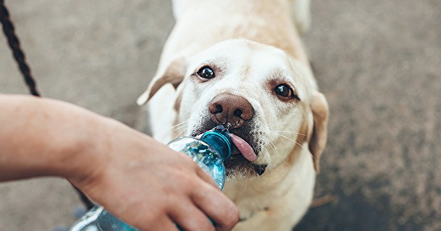 犬に新鮮な水を与える理由は？みんなが使ってる給水器タイプの調査結果発表も★ブリナビ調査隊★