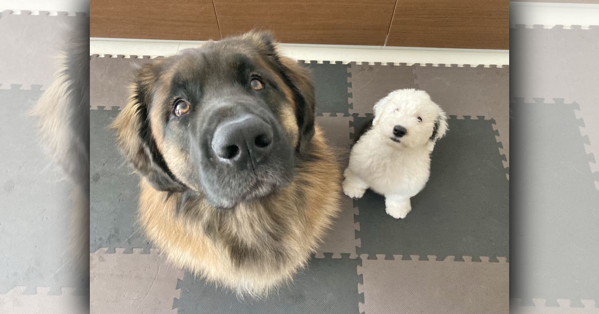 ぬいぐるみじゃないよ！サイズ差がはげしすぎる兄弟犬が話題♪