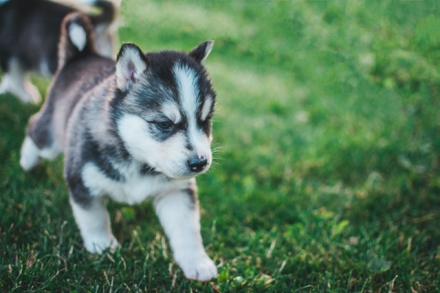 芝を歩くシベリアンハスキーの子犬