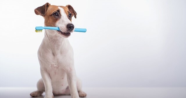 歯磨きが苦手な犬へのデンタルケア方法。みんなが使ってるケア用品はなに？★ブリナビ調査隊★