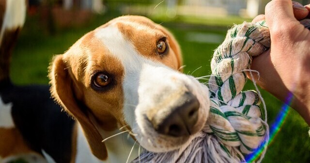 愛犬と「引っ張り合うおもちゃ」で遊ぶメリットと注意点。好きなおもちゃタイプの事前調査では堂々の1位に！★ブリナビ調査隊★