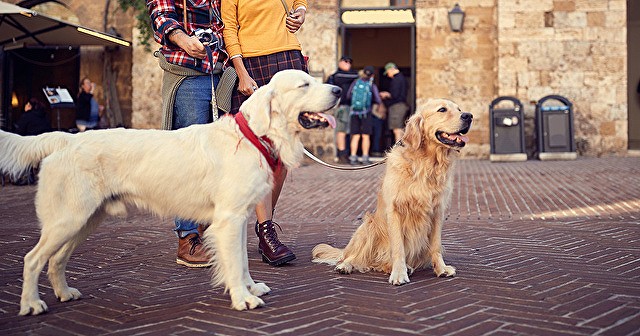 散歩中他の犬と『あいさつ』するときの注意点！事前調査では約8割がさせている結果に★ブリナビ調査隊★