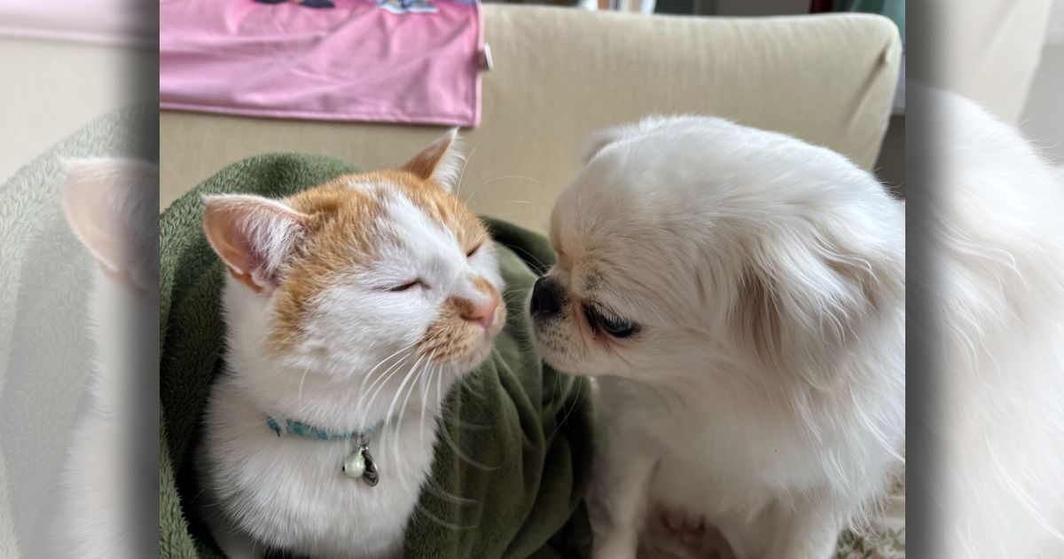 保護犬ちゃんと保護猫くんのキスシーン？幸せが伝わってくる1枚をご紹介♡