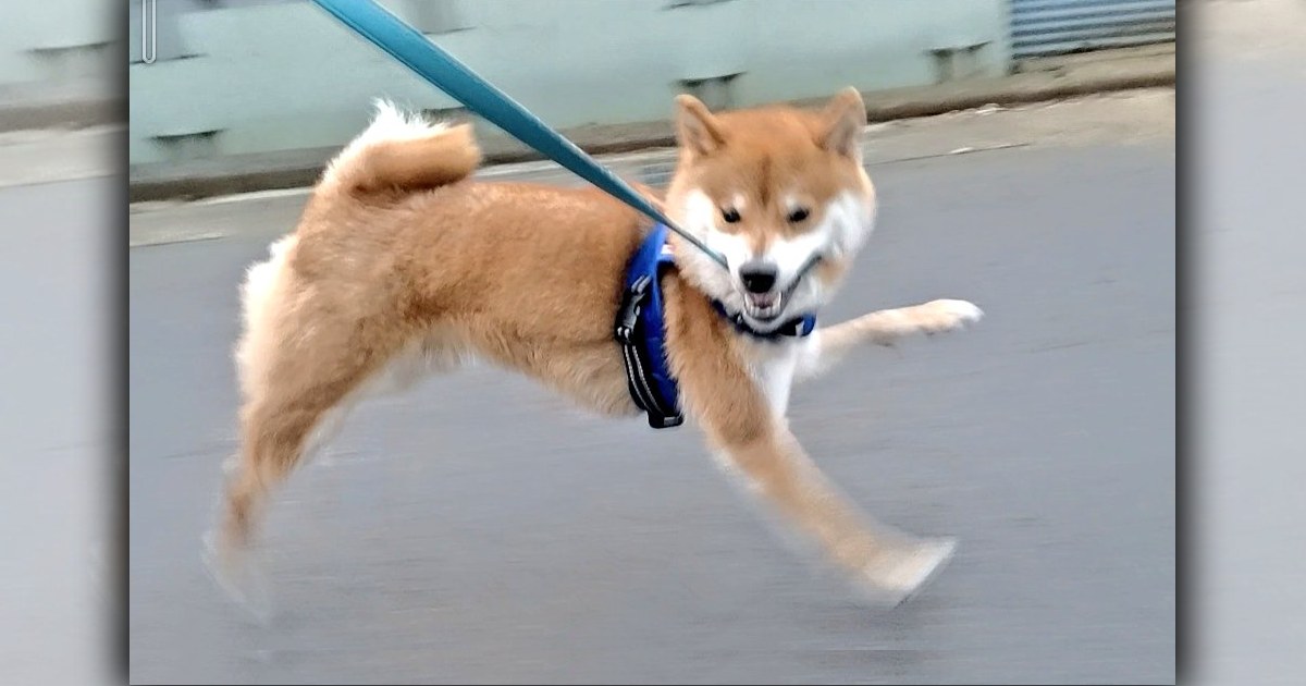 クセ全開で疾走する柴犬くんが超話題！飼い主を散歩させてあげる手法とは