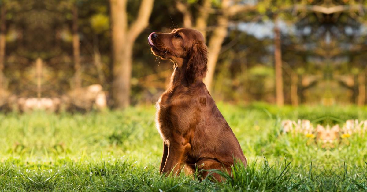 アイリッシュセッターの性格や特徴は？初心者に向けた飼い方も