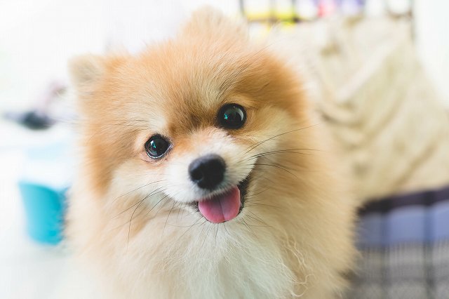 初心者向けポメラニアンの飼い方 ブリーダーナビ 初心者向けポメラニアンの飼い方 ブリーダーナビ