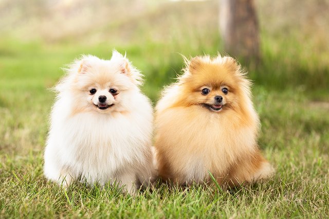 初心者向けポメラニアンの飼い方 ブリーダーナビ 初心者向けポメラニアンの飼い方 ブリーダーナビ