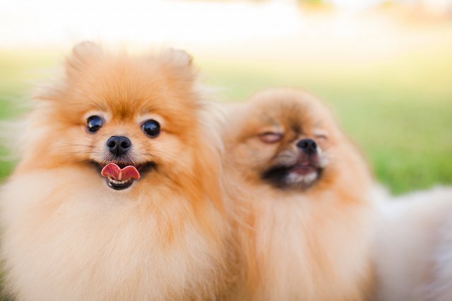 初心者向けポメラニアンの飼い方 ブリーダーナビ 初心者向けポメラニアンの飼い方 ブリーダーナビ