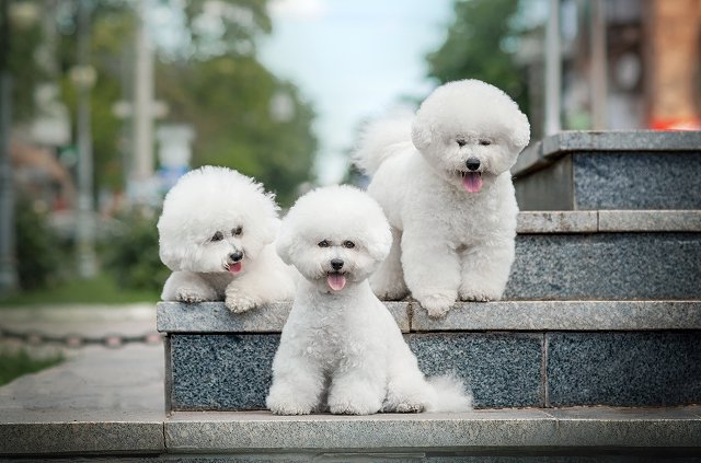 ふわふわ、モコモコの毛質を保つコツ