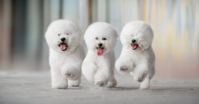 初心者向けビションフリーゼの飼い方 ブリーダーナビ