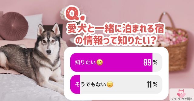 愛犬と泊まれる宿の情報を知りたい？全国の宿泊施設情報をご紹介★ブリナビ調査隊★