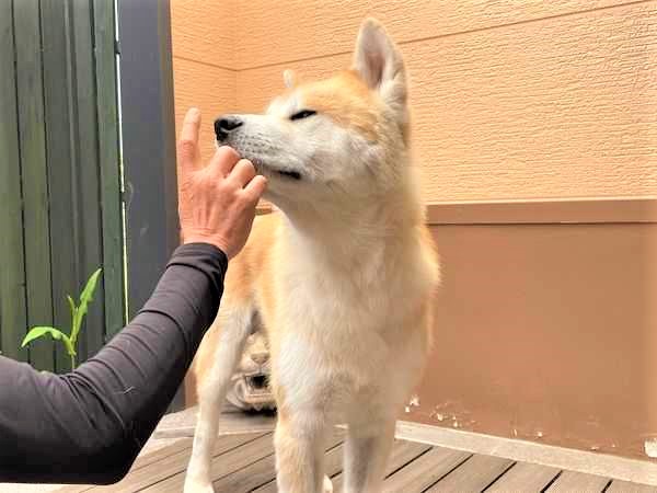 秋田犬_ゴン太・ヨハネ・山本くん