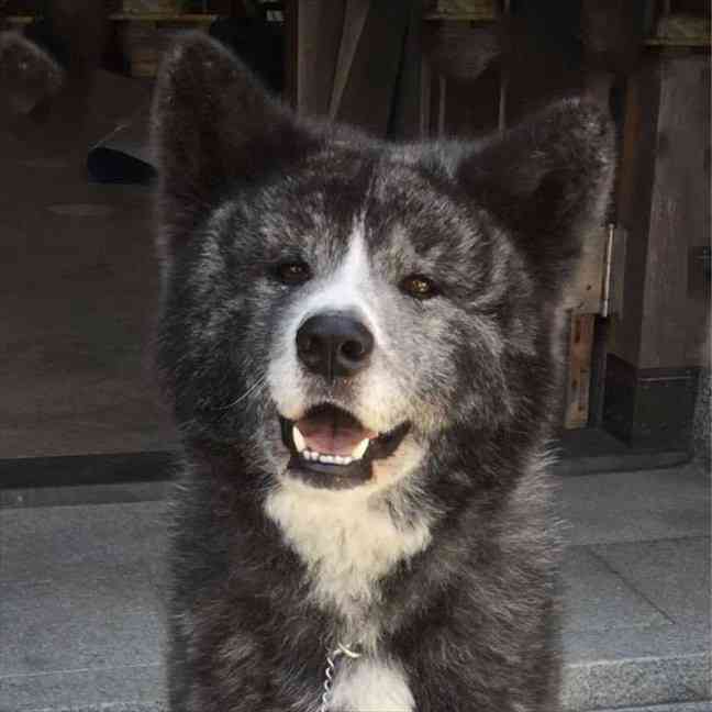 秋田犬_風雲丸