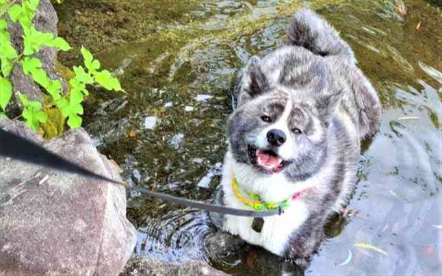 秋田犬_銀