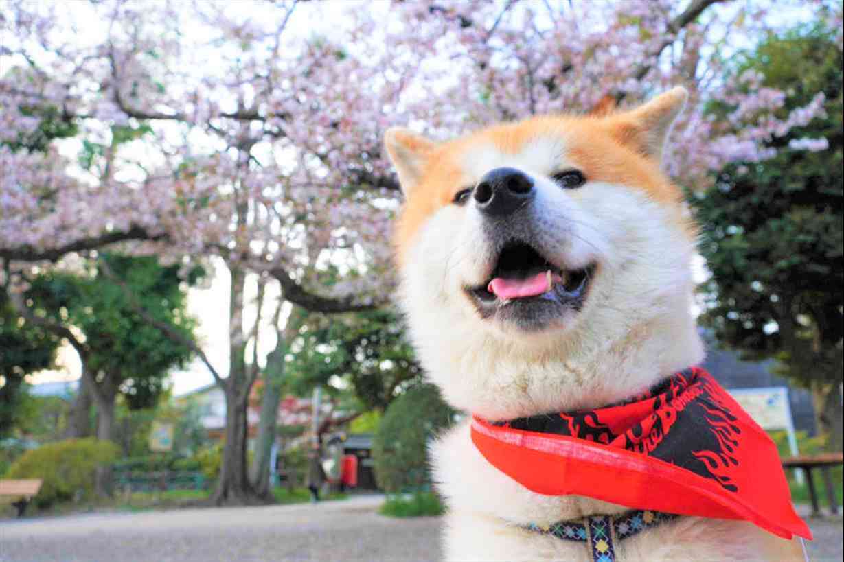 秋田犬_犬