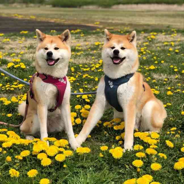 秋田犬_ポチハチ