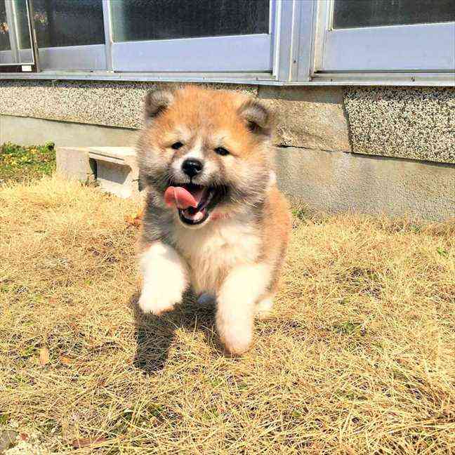 秋田犬_まる