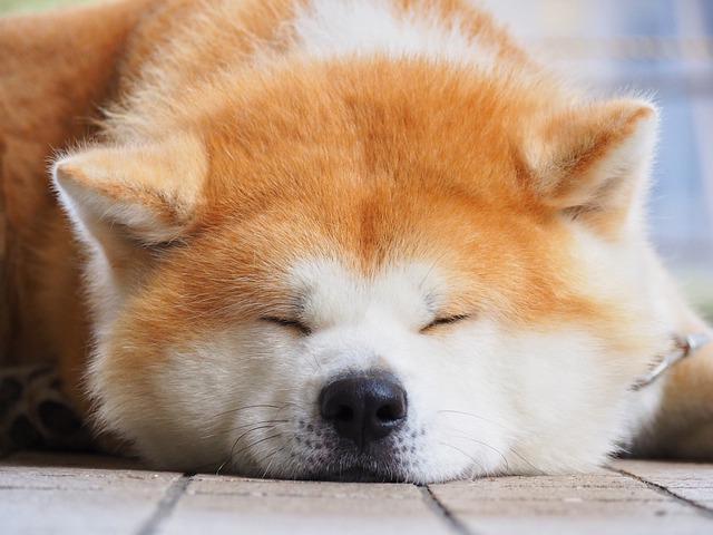モフモフな秋田犬 飼い主が大好きすぎる 日本犬唯一の大型わんこ達の写真 動画をご紹介 ブリーダーナビ