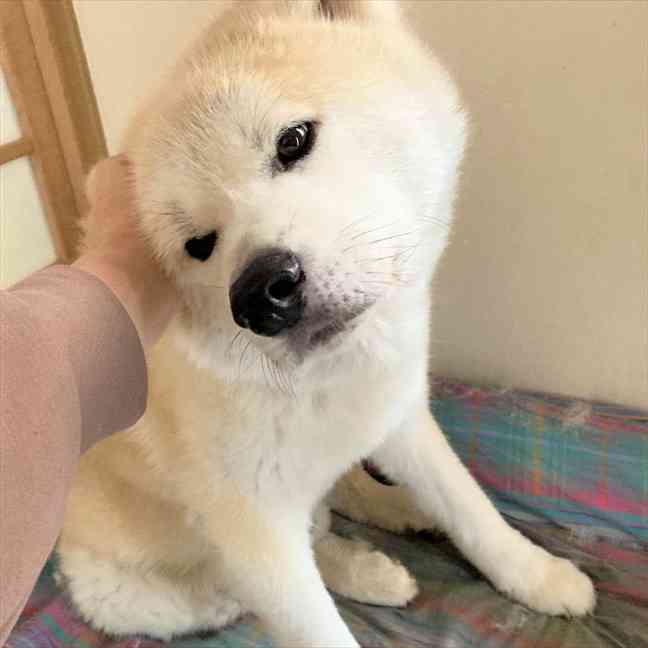 秋田犬_藤