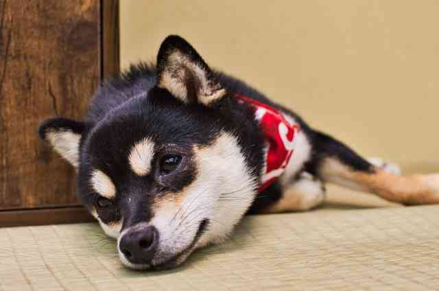 甘えん坊の豆柴 笑顔がかわいいすぎて思わずキュン 写真 動画をご紹介 ブリーダーナビ