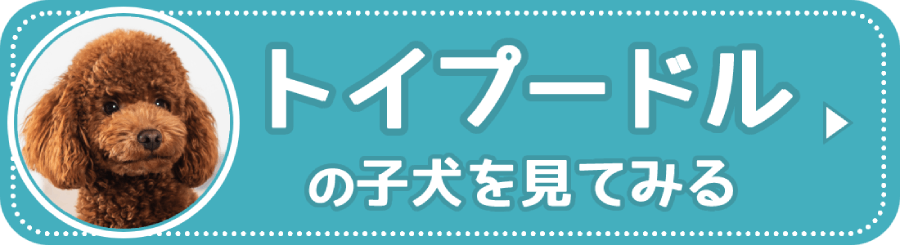 トイプードルの子犬を見る
