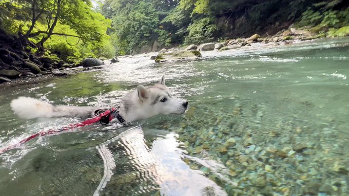 さくらちゃん