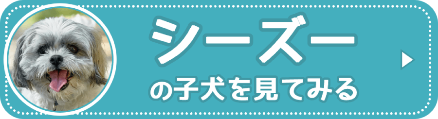 シーズーの子犬を見る