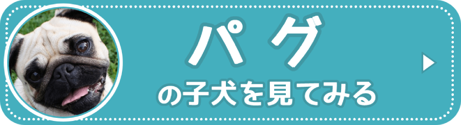 パグの子犬を見る