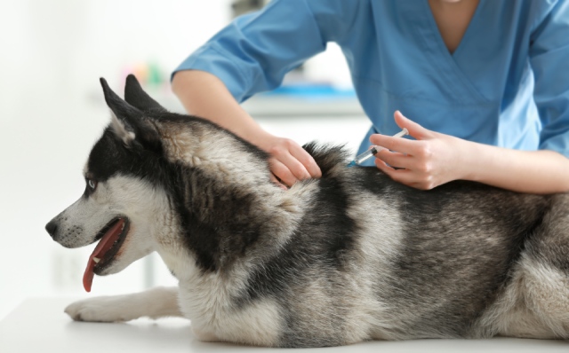 ワクチンをうつ犬