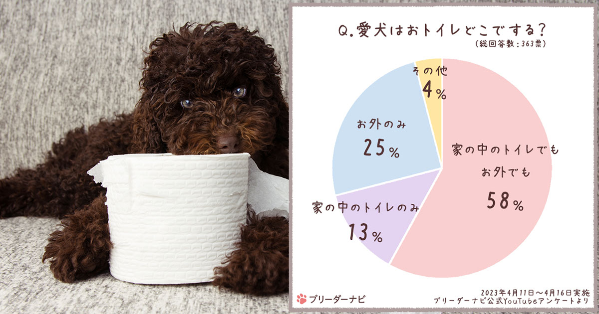 愛犬のおトイレ事情アンケート結果！おすすめの便利＆快適なトイレ用品をご紹介