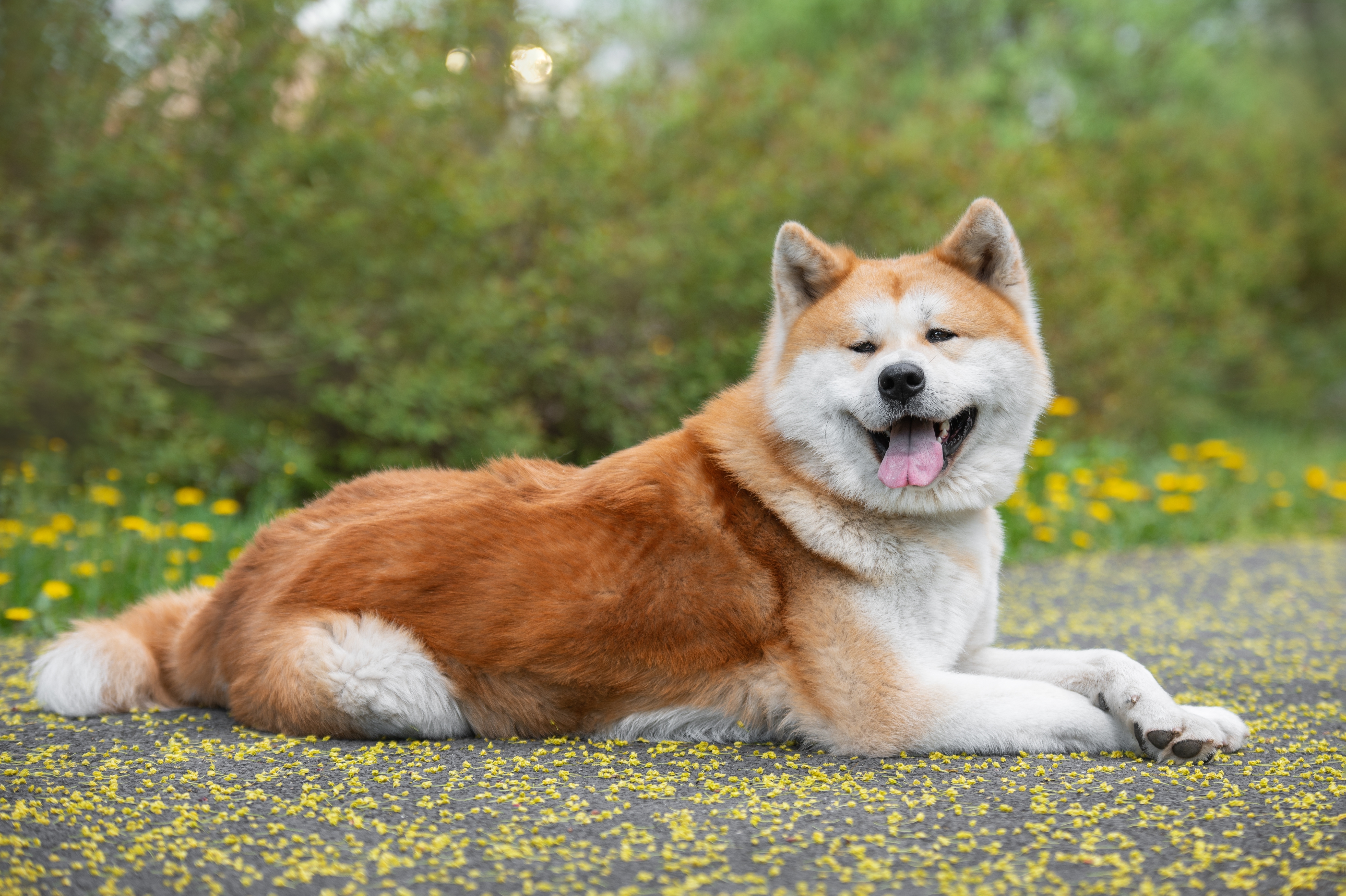 秋田犬