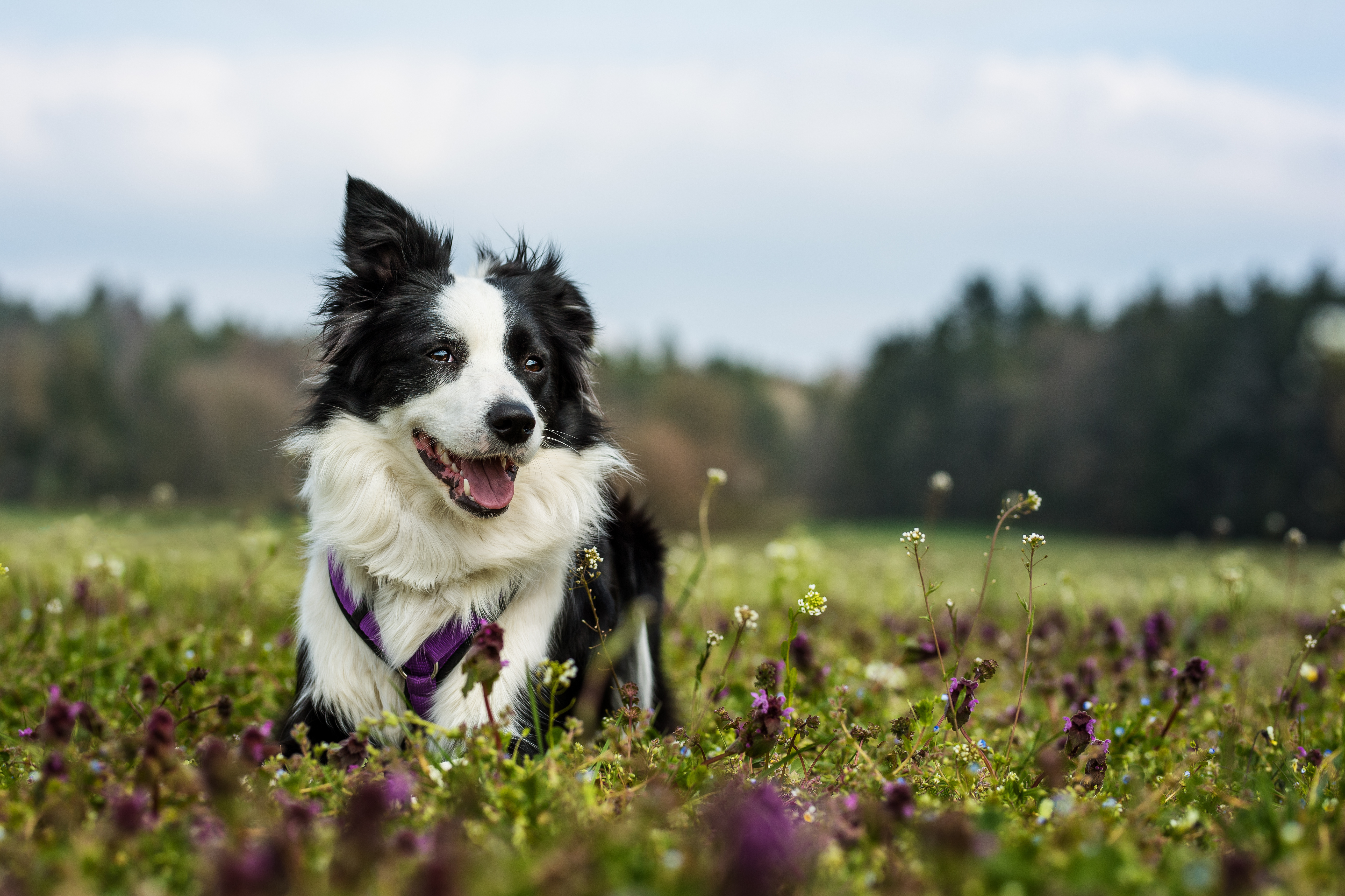 人気の飼いやすい中型犬は？おすすめ9種をご紹介