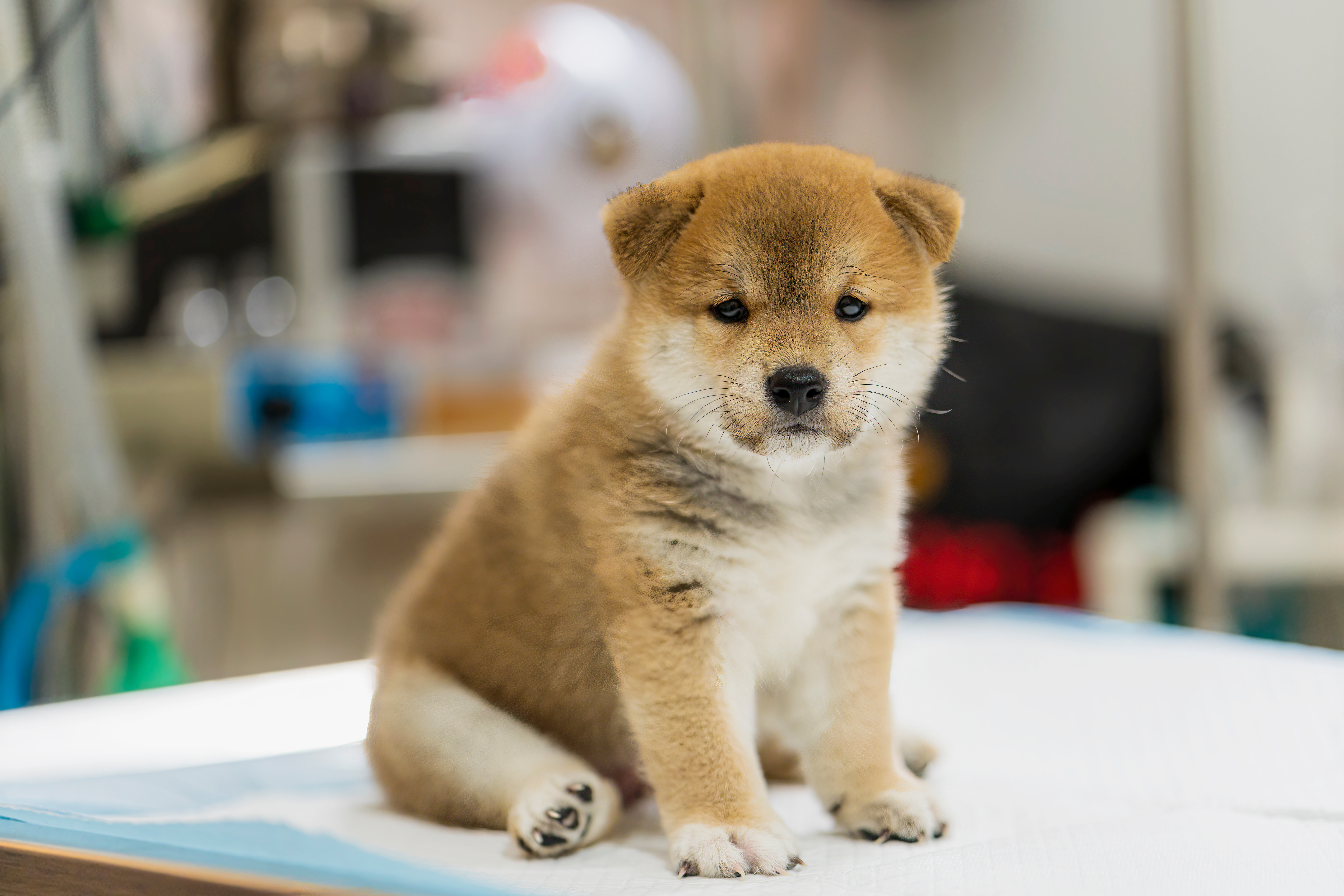 【柴犬の費用】柴犬を飼うにはいくら必要？初期費用と年間費用は？