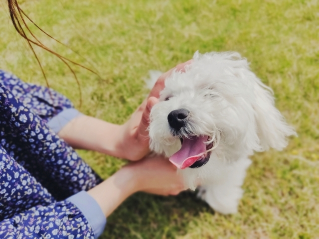白い小型犬と女性