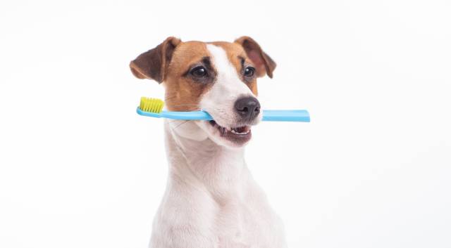 歯ブラシを持った犬