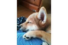 写真_4