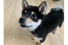 写真_2