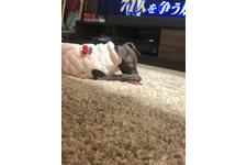 写真_1