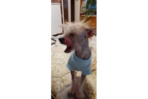 チャイニーズクレステッドドッグの子犬を探す ブリーダーナビ チャイニーズクレステッドドッグの子犬を探す ブリーダーナビ
