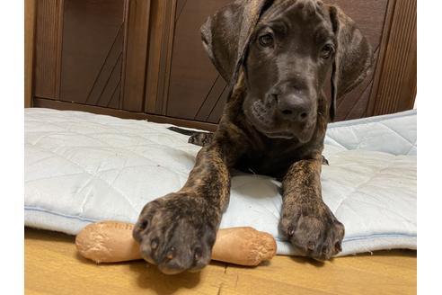 グレートデンの子犬を探す ブリーダーナビ グレートデンの子犬を探す ブリーダーナビ
