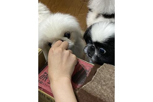 長野県のペキニーズ 女の子 18 12 29生まれ とても可愛い子ですがちょっとビビりさんです 子犬id ブリーダーナビ 長野県のペキニーズ 女の子 18 12 29生まれ とても可愛い子ですがちょっとビビりさんです 子犬id ブリーダーナビ