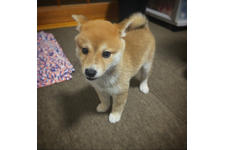 写真12221_1