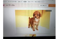 写真_4