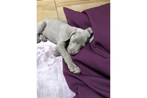ワイマラナーの子犬を探す ブリーダーナビ ワイマラナーの子犬を探す ブリーダーナビ