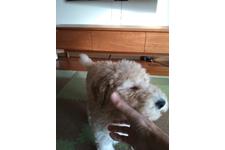 写真_3