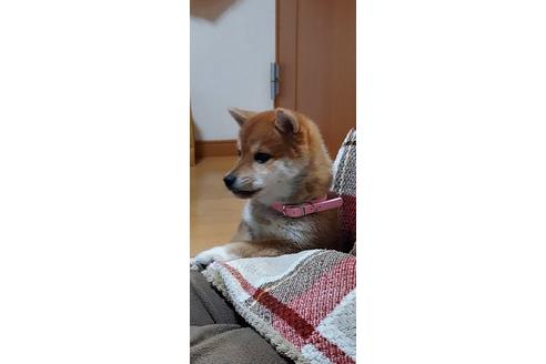 写真15995_1