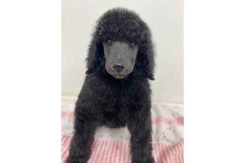 神奈川県のスタンダードプードル 男の子 22 05 25生まれ ご飯もりもり食べています 子犬id ブリーダーナビ