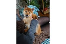 写真_1