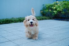写真_4